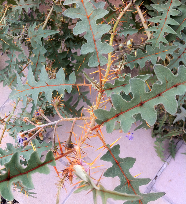 Solanum pyracathon- in   the tomato family.
