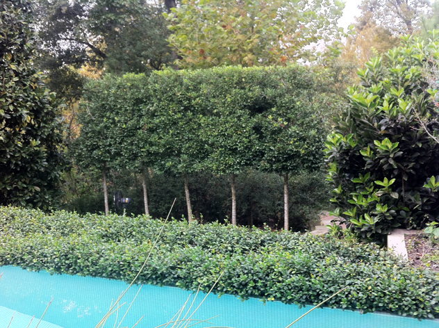 Johnny Steele garden: Standardized trees near pool