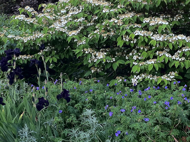 Viburnum 'Snowflake' in glower in June