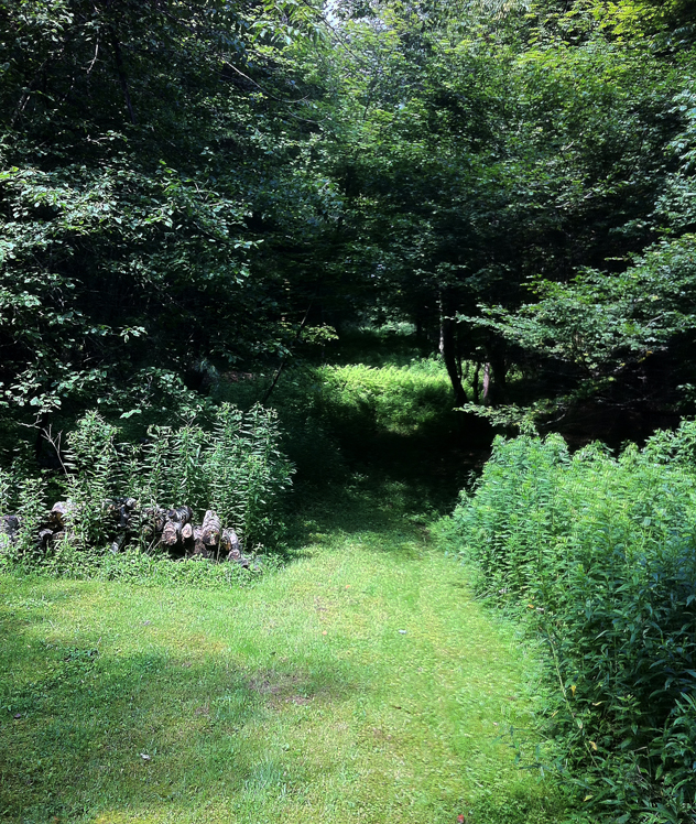Photo 7: A before view of an overgrown area in Julia Clay's garden.