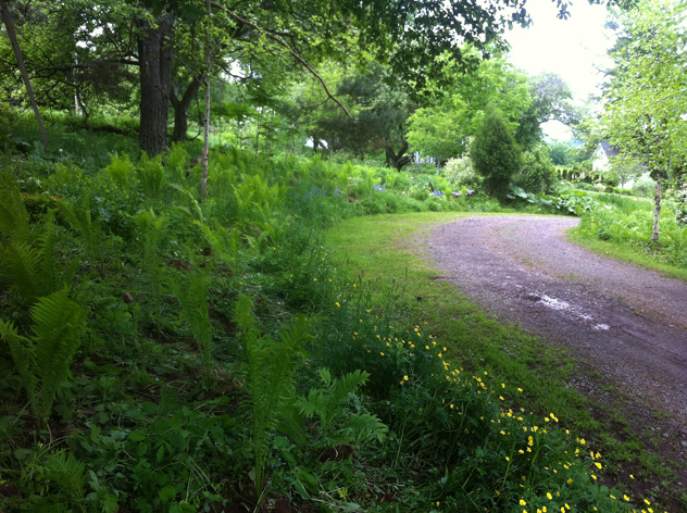 New woodland planting in driveway.
