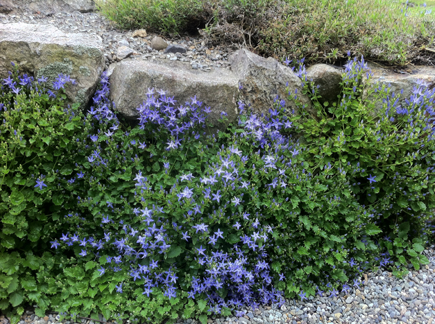Capanula garganica 'W. H. Paine' growing in Stonecrop walls