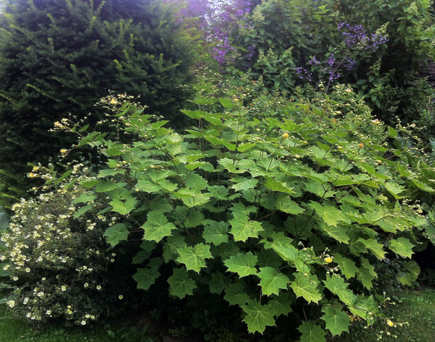 Kirgengeshoma palmate in the big leaf garden with Potentilla 'Primrose Beauty'