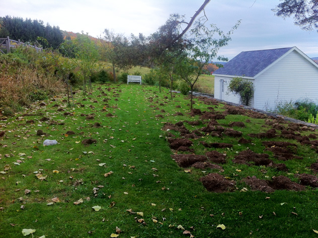 Fall Planting of spring bulbs Plum Orchard