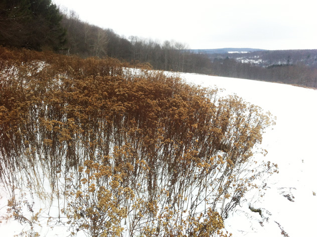 wild flowers along meadow path