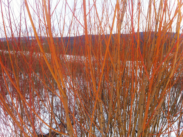Collection of brightly stem willows.