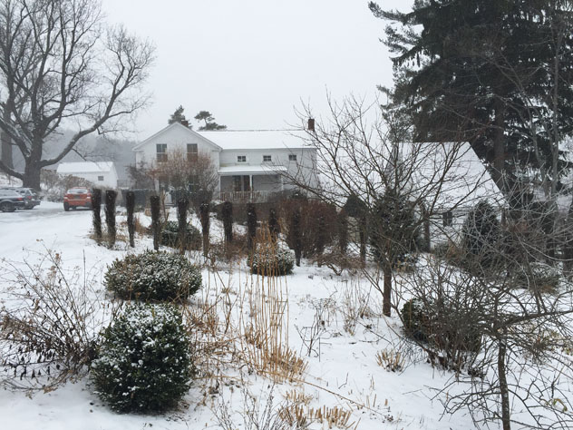 Box woods add some interesting in winter