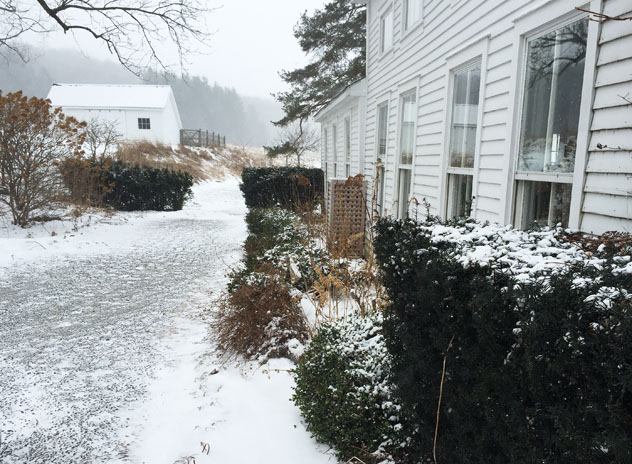 Yew Hedge opening to back garden