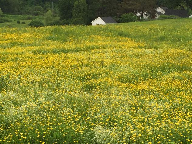 Fields behind th ehouse full of buttercups and bed straw- a backdrop to the garden