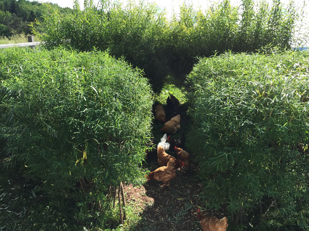 Living willow structure clipped into Castle Chicken shape