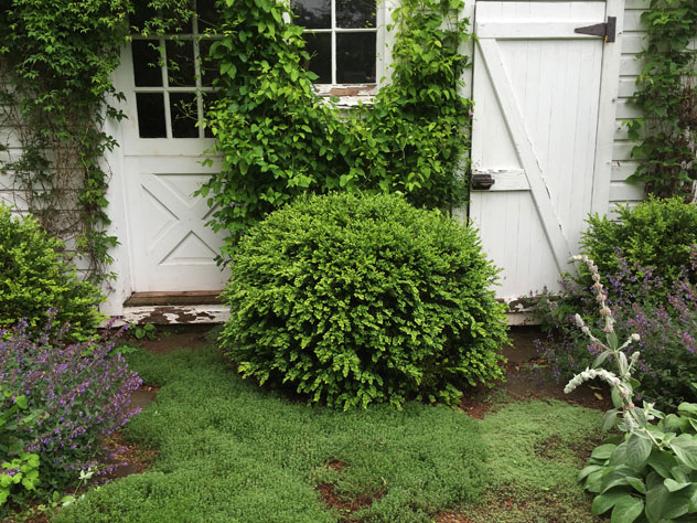Creeping thyme in Ice house path, green velvet boxwood
