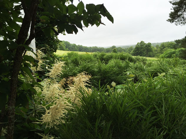 Goats beard rising above rhamnus fineline hedge