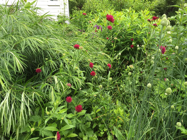 Kanutia macedonica- trying to use more color in the garden