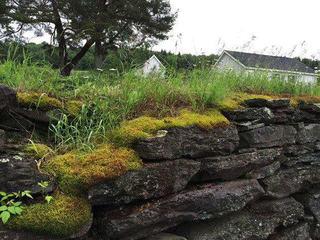 Moss on old barn wall