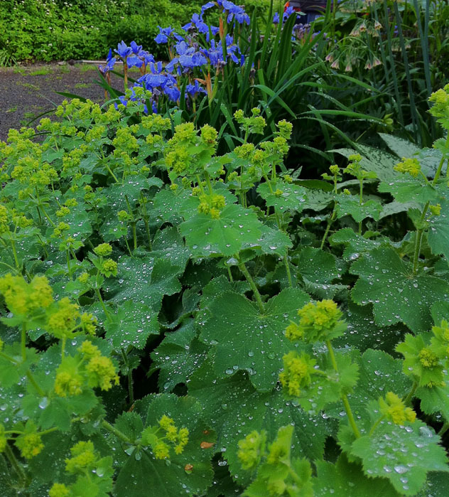 alchemilla mollis- lady's mantle