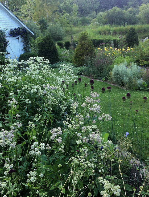 Astrantia major foreground and Artemesia ludoviana right side