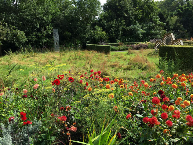 Dahlias in the meadow room