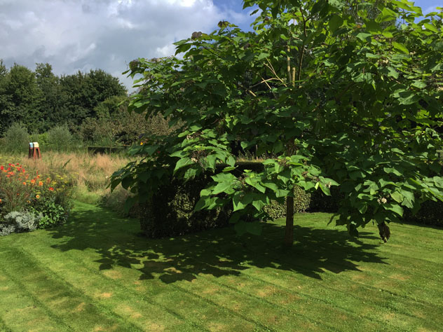 Catalpa in the empty room before meadow planting