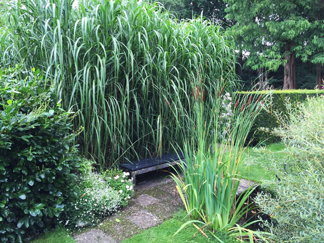 Miscanthus giganteus 