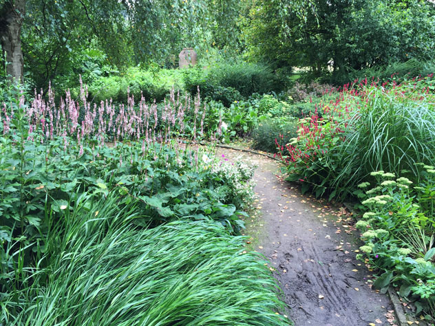 Persicaria in flower
