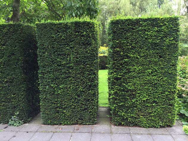 Yew Hedges with openings create positive and negative spaces