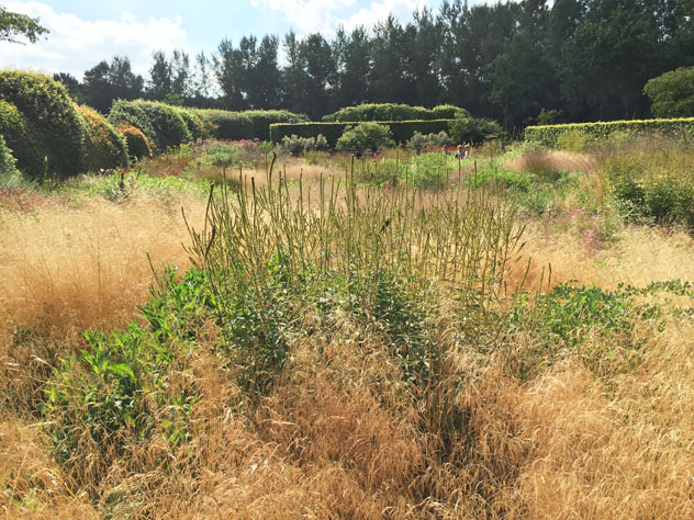 more views of grasses