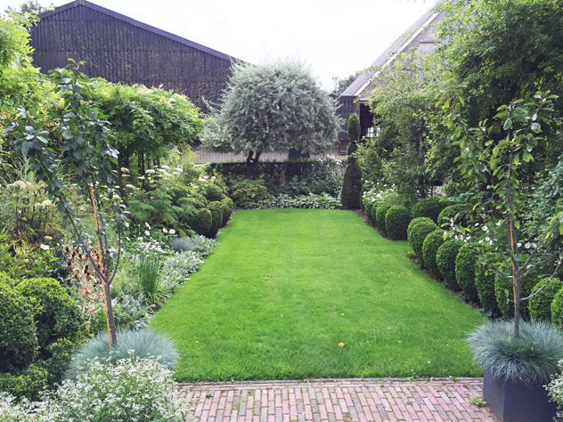 Pyrus salicifolia as focal point